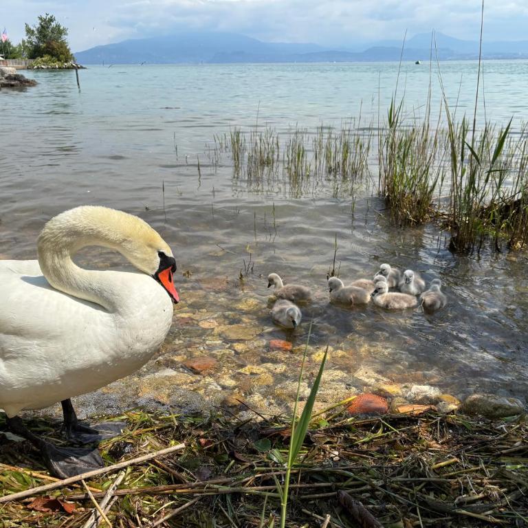 Lake Front Apartment - Direct Lake Access - Villa Fronte Spiaggia - 14