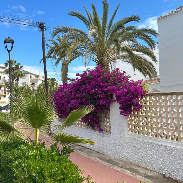 Mimosa Apartman Molino Blanco La Mata - Apartamento de 2 dormitorios - 47
