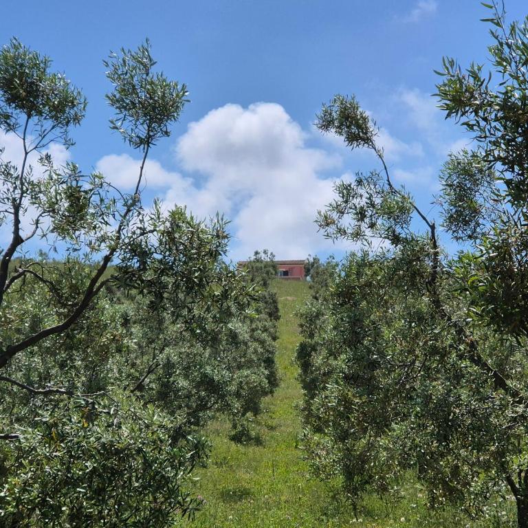 Villetta Olivia Casa in collina vista mare - Casa con 2 Camere da Letto - 24