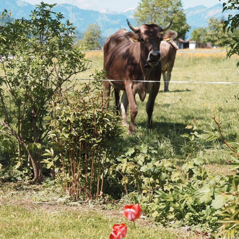NaturNest Durchatmen - Skipass im Winter und Bergbahnen im Sommer inklusive - Apartment mit 1 Schlafzimmer - 43