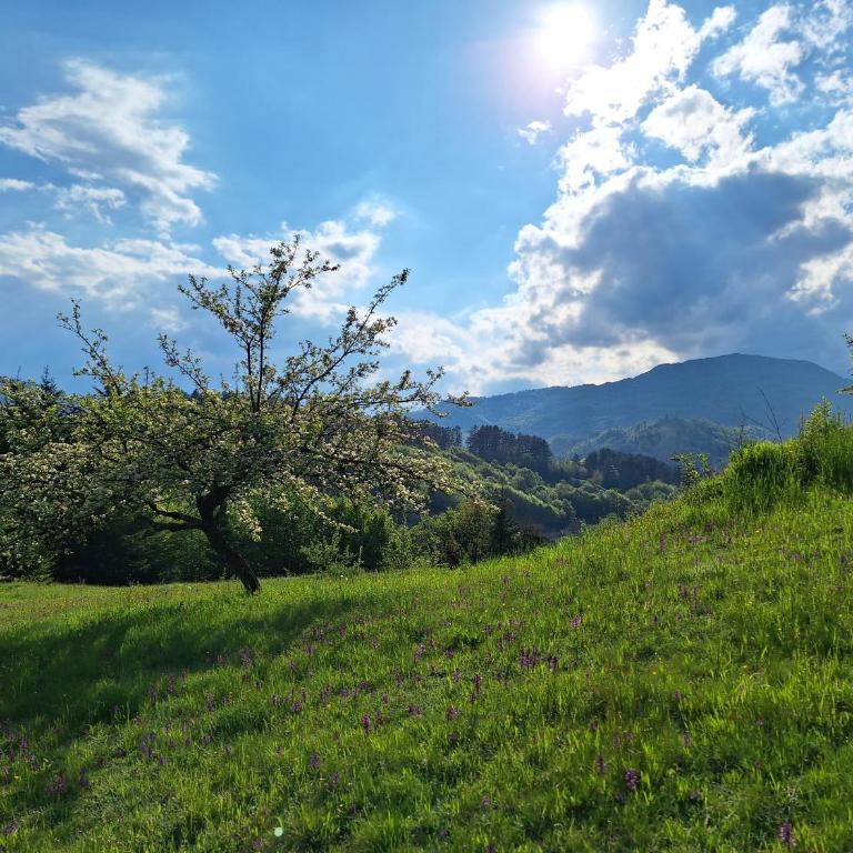 Braun Apartments - Apartman sa 1 Spavaćom Sobom - 7