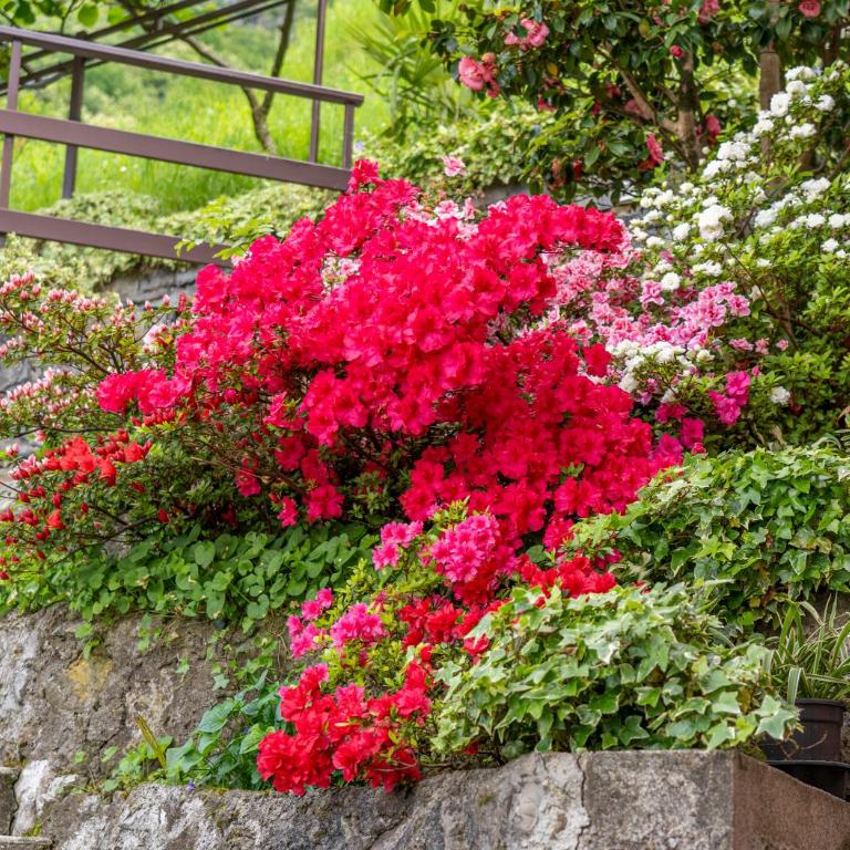 Bellavista garden and flowers - Appartamento con Vista Lago - 22