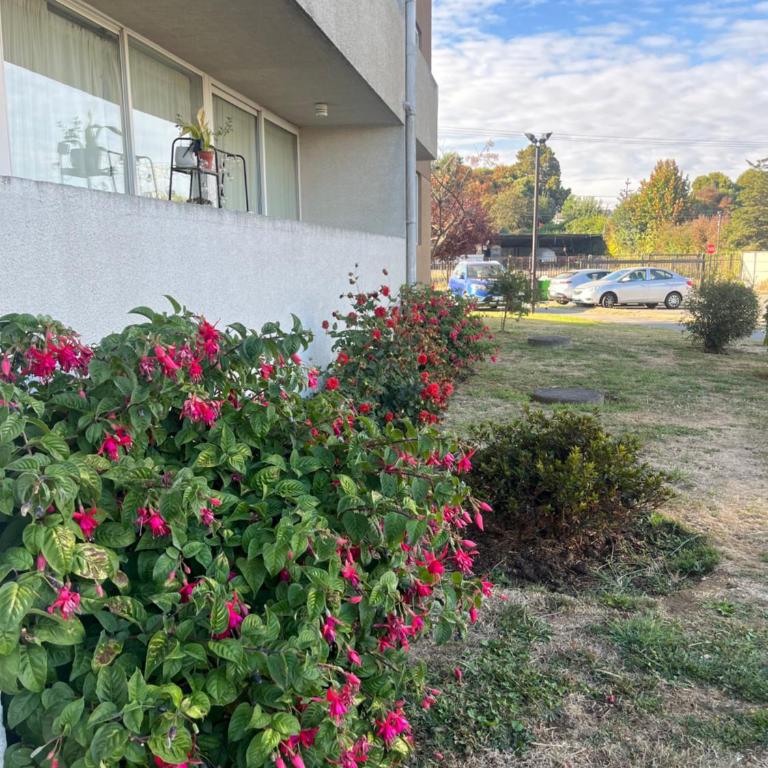 Departamento en osorno - One-Bedroom Apartment - 12