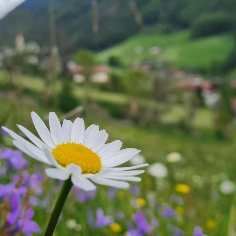 SEEBERHOF - Naturnaher Bauernhof-Urlaub im Ahrntal - Appartamento con 2 Camere da Letto - 21