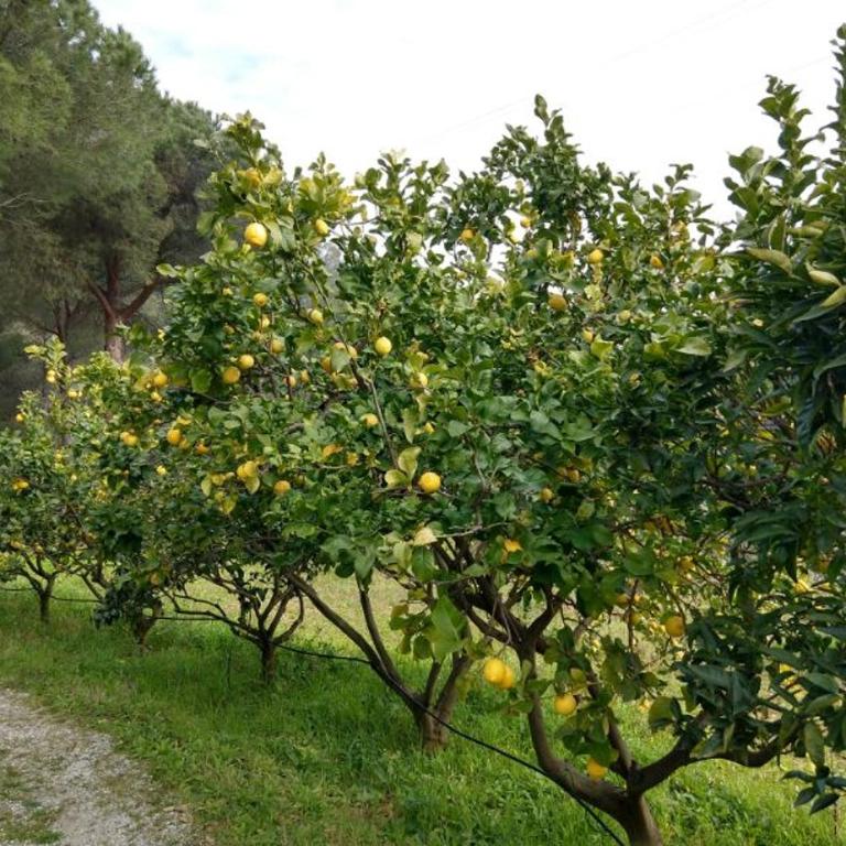 ELBAdAMARE - Casa Pergola - Casa con 3 Camere da Letto - 37