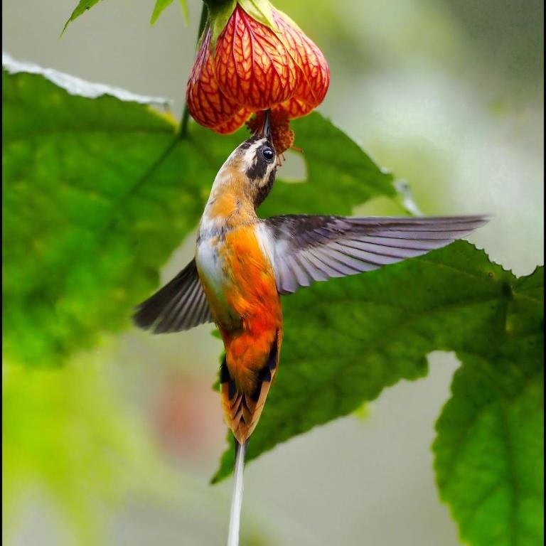 Cabaña "Los Cedros", Sumak Cabañas - Two-Bedroom Villa - 42