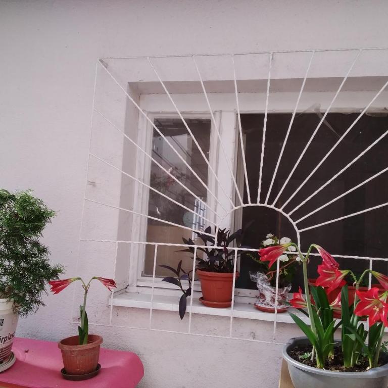 Home in flowers - Apartman sa 1 Spavaćom Sobom - 10