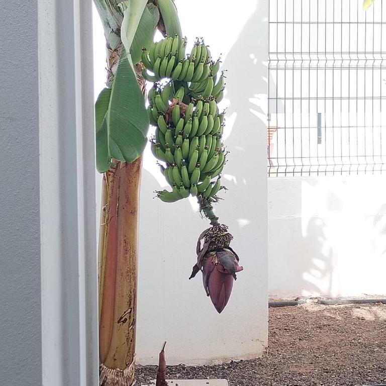 Beach House at Sunny Tenerife - Apartamento de 2 dormitorios - 21