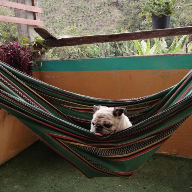 HOSTAL CASA VICTORIA PIJAO - Double Room with Shared Bathroom - 6