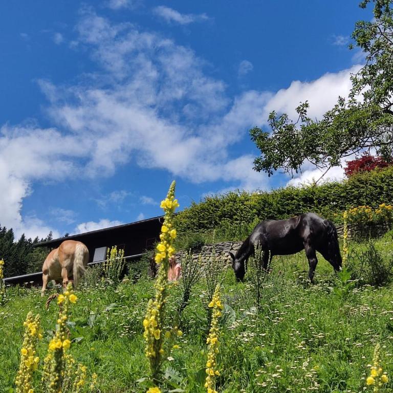 Chalet Waldhof - Chalet con 2 Camere da Letto - 20