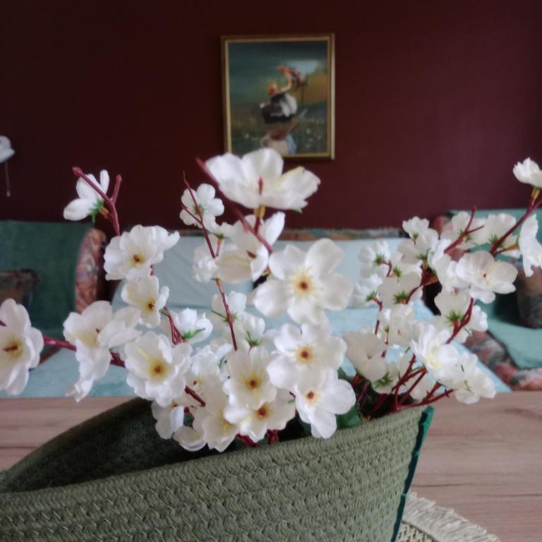 Apartman Kutak Nešić - Apartman sa 1 Spavaćom Sobom - 3