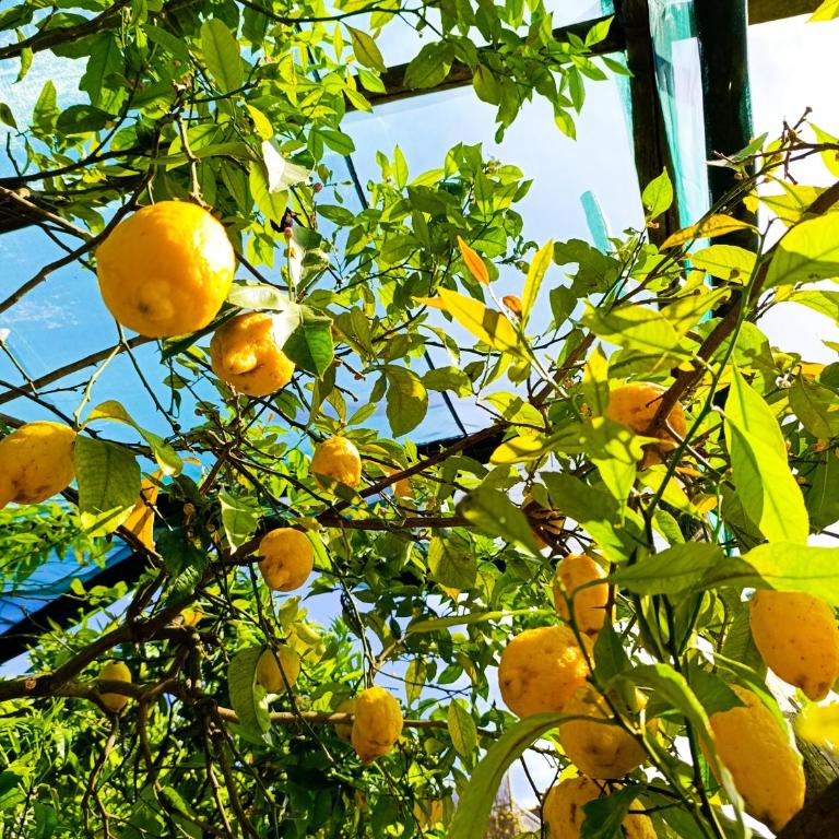 Casa Limoncella-Garden, Private Parking & Sorrento Coast - Appartamento con 2 Camere da Letto - 23