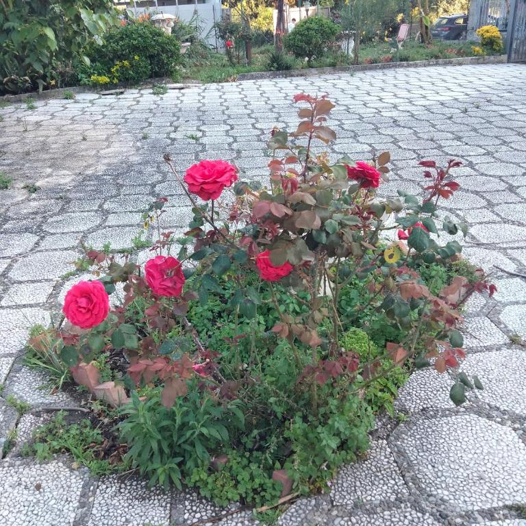 Etna view Villa Letizia a Taormina - Three-Bedroom House - 12