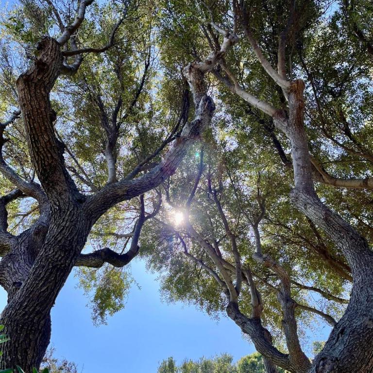 Bellavista Porto Rotondo - Appartamento con 2 Camere da Letto, Terrazza e Vista Mare - 6