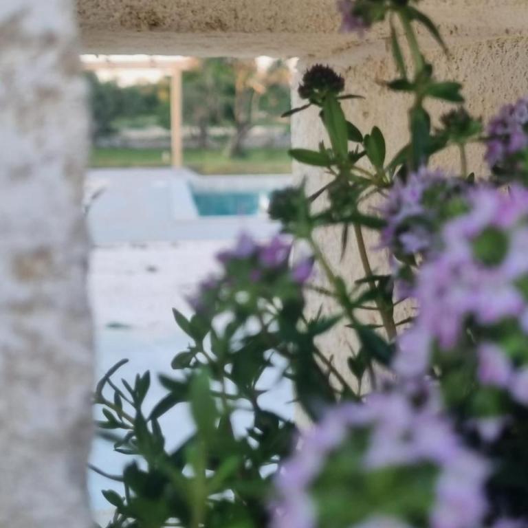 Trullo Morello - Full Experience - Villa Deluxe - 37