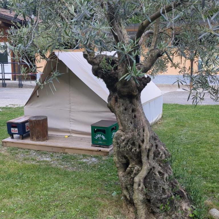 Camping Daino - Tent - 2