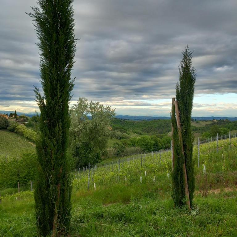 Podere Luma Camera Gelsomino - Lavanda - Ampia Camera Matrimoniale - 3