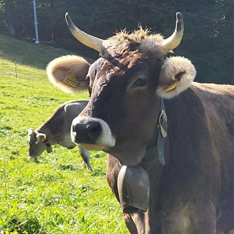 Bergchalet mit Pool und Sauna, ganz nah am Bikepark Weitnau, direkt am Skilift - Apartment mit 1 Schlafzimmer - 58