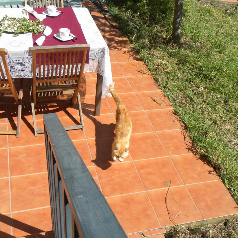 El Jardin de los Gatos Apartament - Appartement - Rez-de-Chaussée - 34