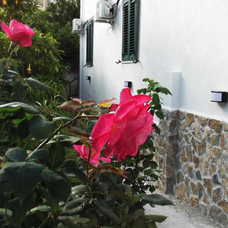 Le Mimose - Casa Vacanze - 70