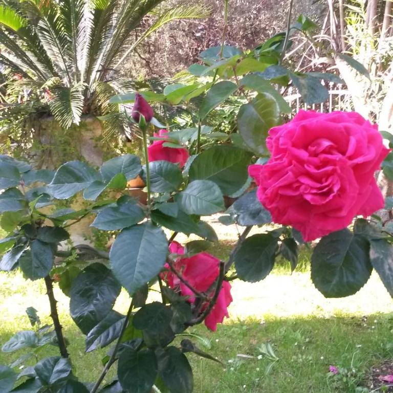 Apartments Becici - Dvokrevetna Soba sa Bračnim Krevetom/Zasebnim Krevetima i Balkonom - 3