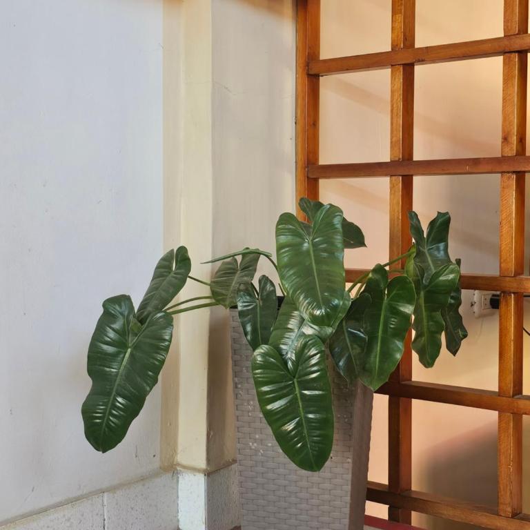 Rosa Victoria - Single Room - 4