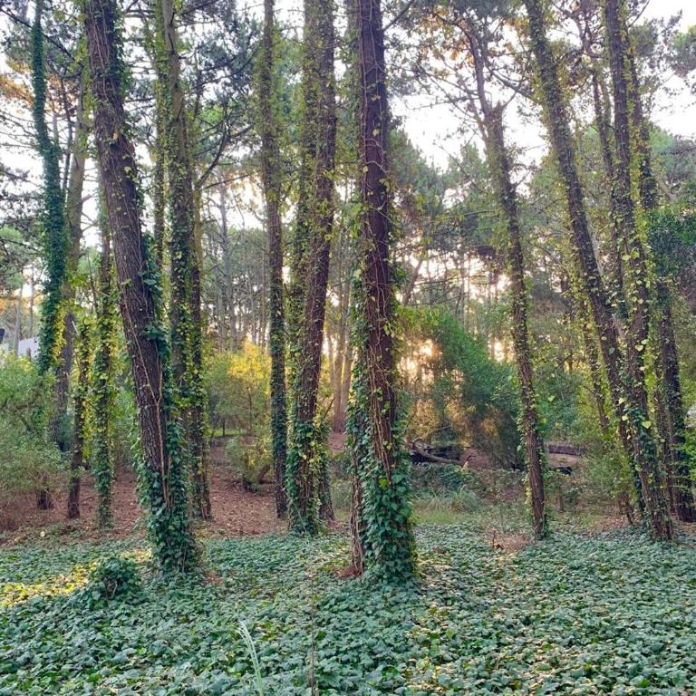 Tu Refugio Íntimo y Cálido en el Bosque - One-Bedroom House - 16