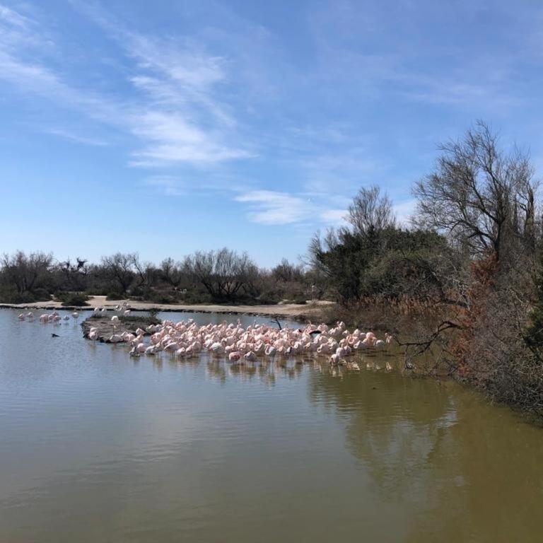 La Batelière, entre mer, Camargue et Canaux - Maison 4 Chambres - 42