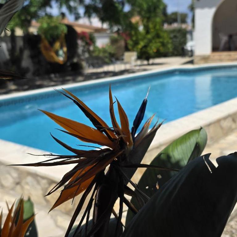 Riumar "Cologne", 300m to beach, private pool, On-Site-Service, dog beach - Casa de 2 dormitorios - 1