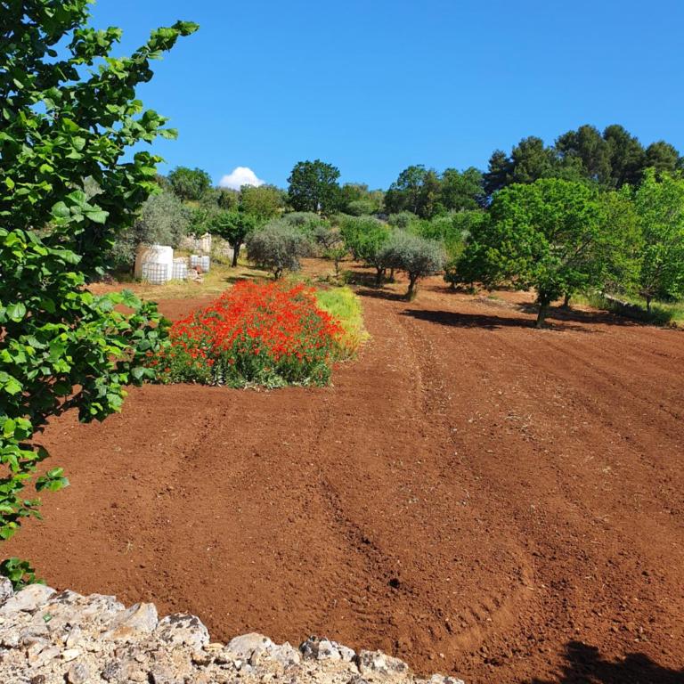 Trullo cumma Rosa - Casa con 2 Camere da Letto - 28