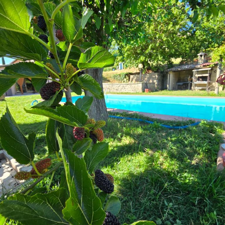 Il sogno umbro - Camera King con Vista Giardino - 38