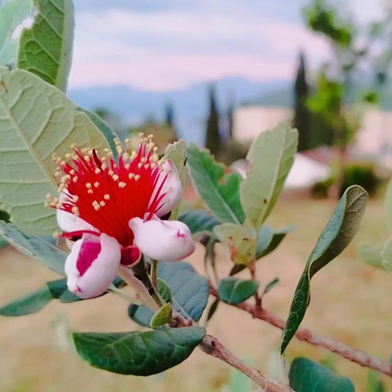 Villa Boka Sunrise Apartments - Studio Apartment with Sea View - 17