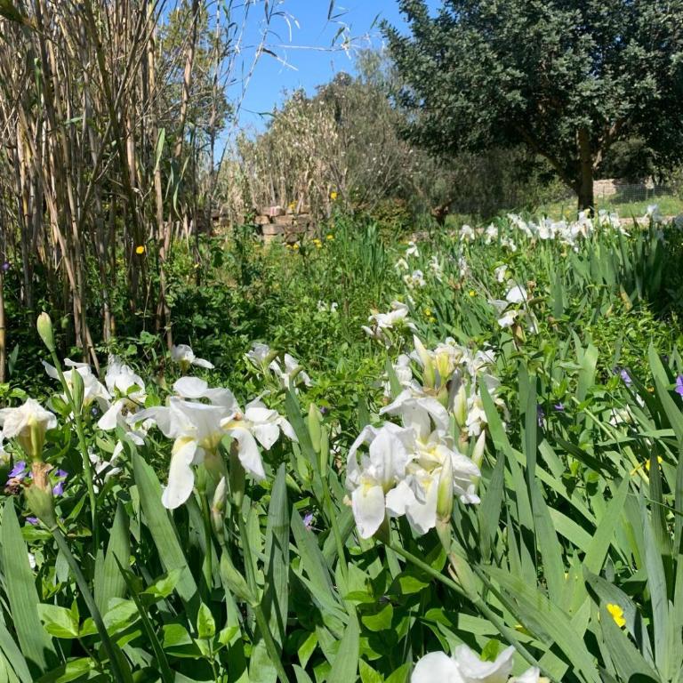 La Specchia - Dimore in natura - Appartamento con 1 Camera da Letto - 25