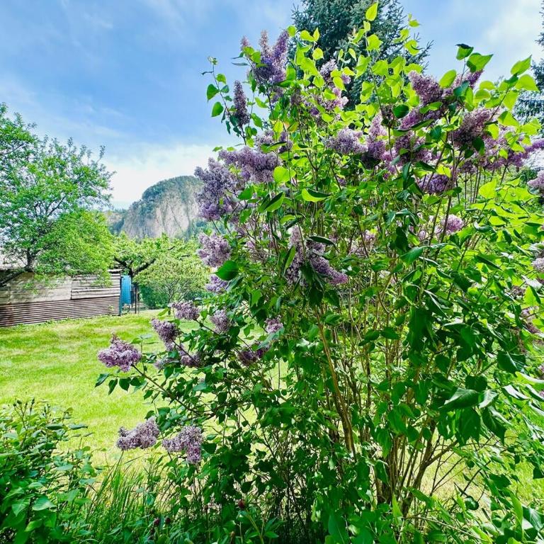 La Marmotte - Villa 3 Chambres - 39