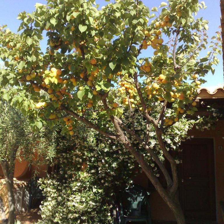 Residence La Pineta - Appartamento con 1 Camera da Letto (2 Adulti) - 13