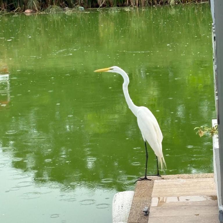 El Peñón golf course tennis BBQ private pool - Casa de 3 dormitorios - 25