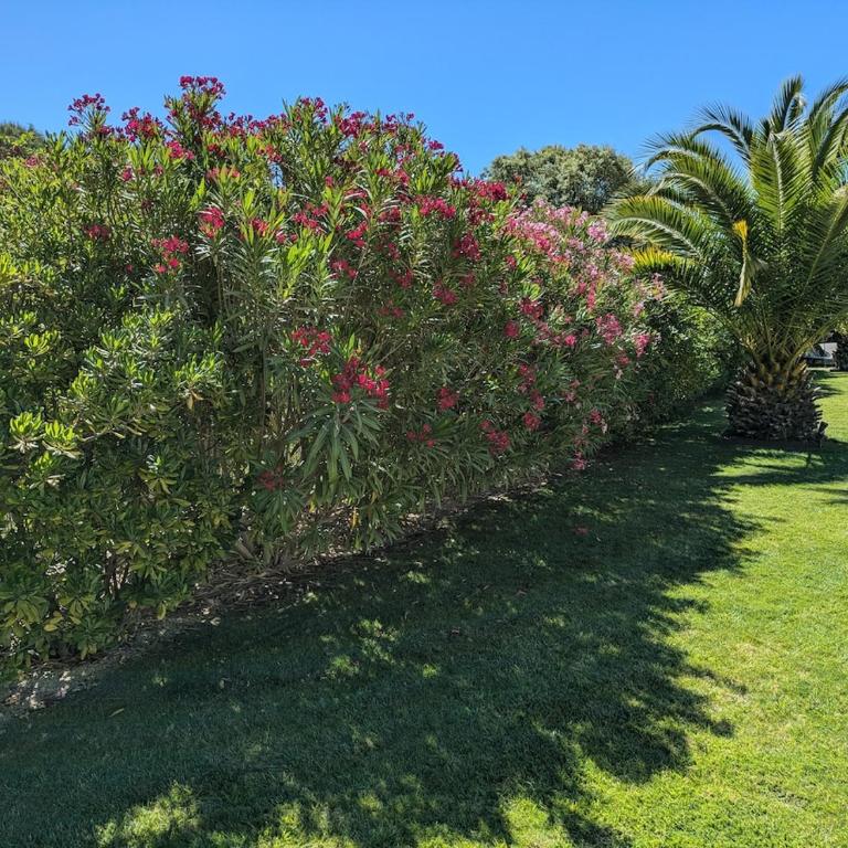 Villa haut de gamme avec piscine et grand jardin - Villa avec Piscine Privée - 35