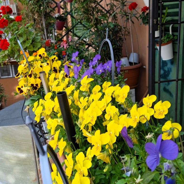 Casa Il Gelsomino - Appartamento - 24