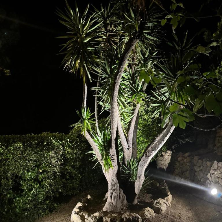 Villa bellevue sainte maxime un écrin de verdure au cœur du sémaphore piscine XXL - Haus mit 3 Schlafzimmern - 49
