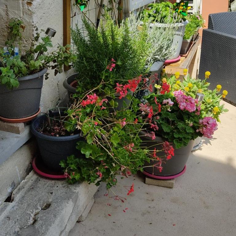 Les Bonbonieres d'Andrea Gavinies Pellegrin - Appartement 1 Chambre - 32