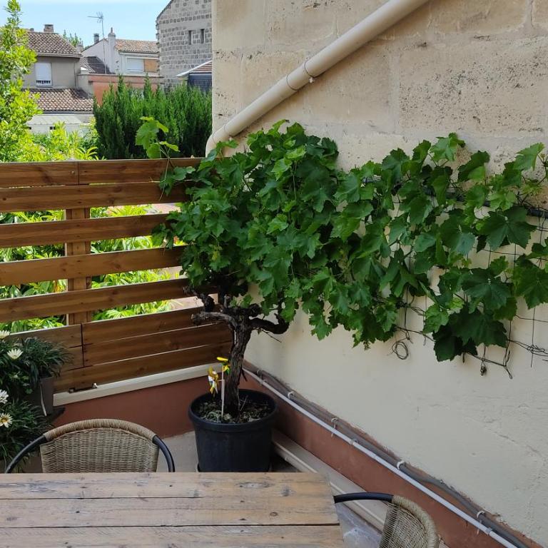 Les Bonbonieres d'Andrea Gavinies Pellegrin - Appartement 1 Chambre - 37