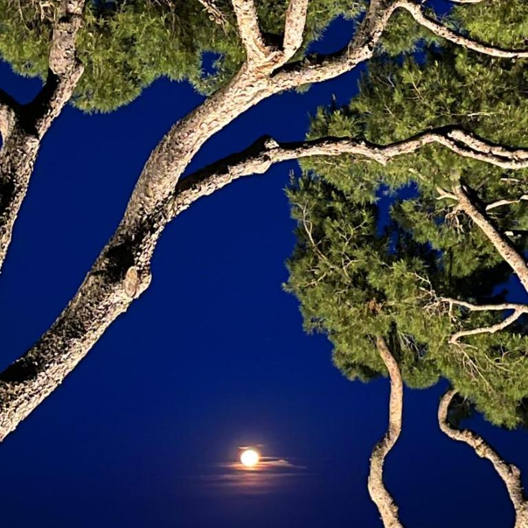 Expérience unique face à la mer et Porquerolles - Appartement - Vue sur Mer - 17