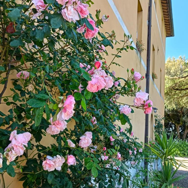 Borgo Villa Certano - Case Vacanza in Toscana - Appartamento con Vista Giardino - 11