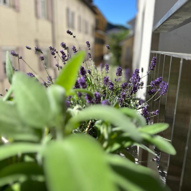 VILLAREJA - Private City Suite im Herzen der Bozner Altstadt - Apartamento de 1 dormitorio - 24