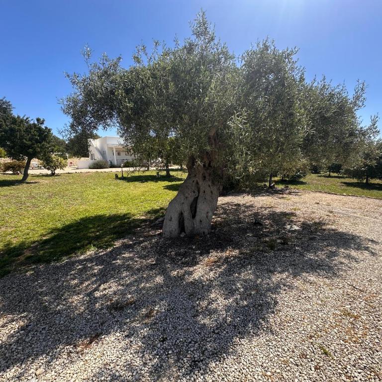 Tenuta Fico d'India - Casa Aliva - Villa con 2 Camere da Letto - 8