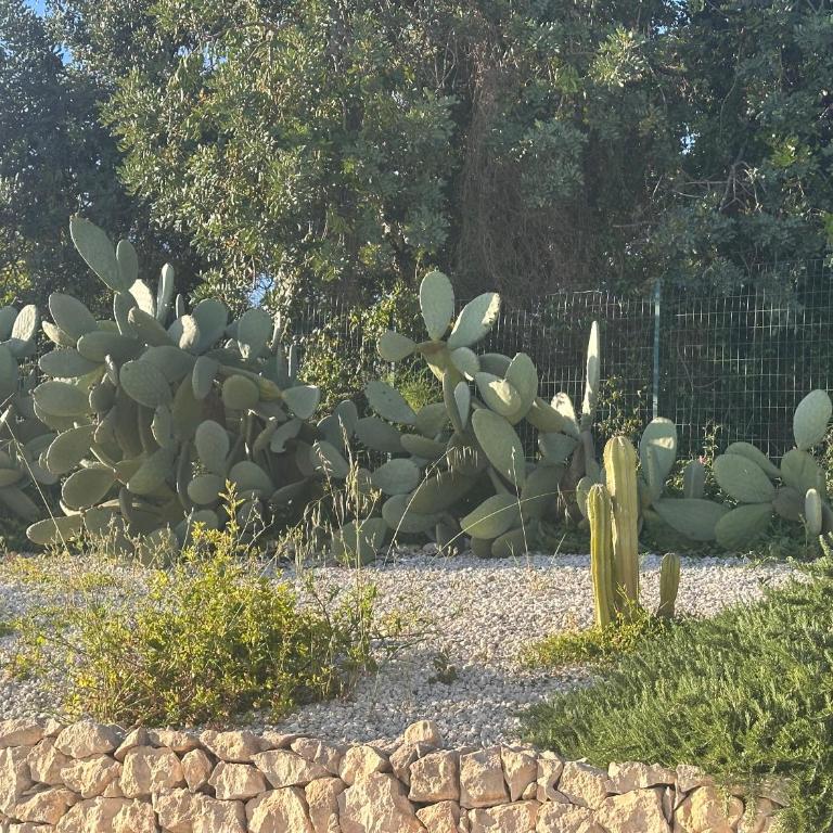 Tenuta Fico d'India - Casa Aliva - Villa con 2 Camere da Letto - 7