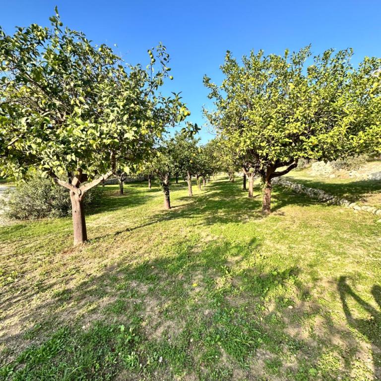 Tenuta Fico d'India - Casa Aliva - Villa con 2 Camere da Letto - 4