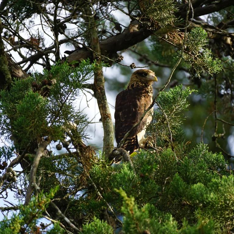 Campo y Descanso 15 min Ciudad Apto 01 - Apartamento de 1 dormitorio - 28