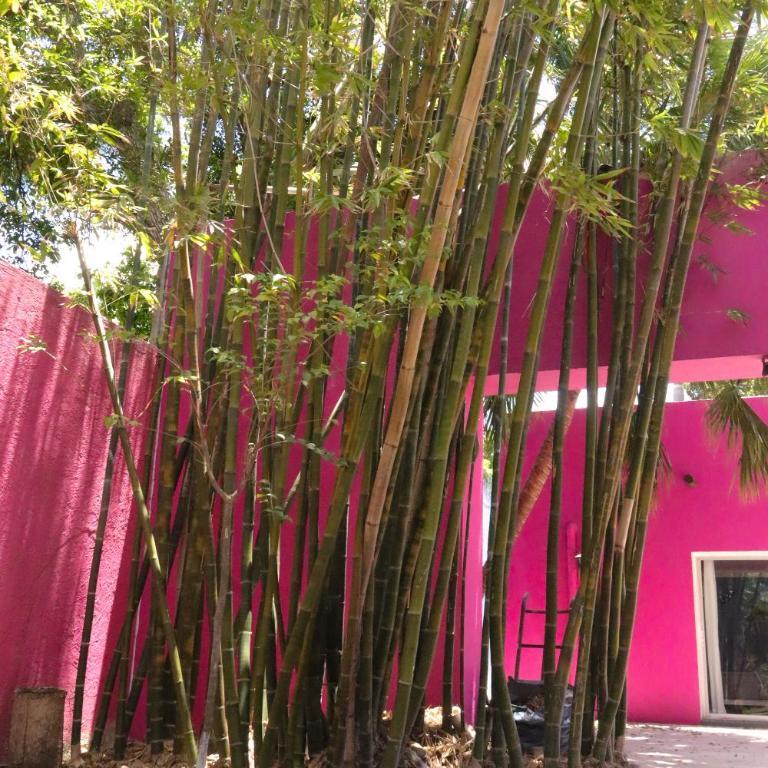 Casa Isabella - Habitación Doble Deluxe - 7