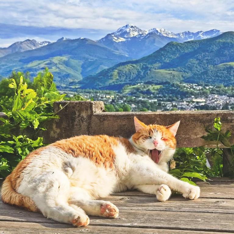 Appartement indépendant au HI PYRENEES - Maison d'hôtes de charme pour vos vacances & ski - Jardin privé de 4000 m2 face au Pic du Midi - 6 min en voiture de Bagnères & 30 min en bus jusqu'à La Mongie et Lourdes - Apartment mit 1 Schlafzimmer - 1